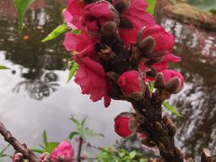 -桃花涧