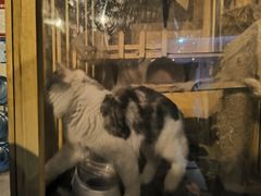 -Mr.Fox狐狸先生超级密室(南山店)