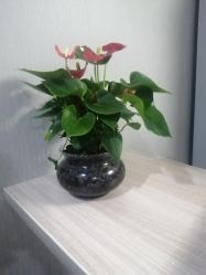 点击看大图 -Dr.林醫生产后修复·配方产康(南京江宁万达店)