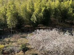 -广州市流溪河国家森林公园