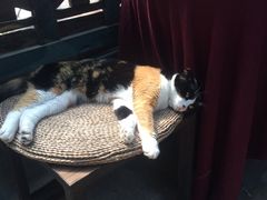 -杨桃院子旅馆(厦门鼓浪屿中华红墨店)