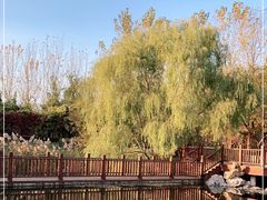-塘沽森林公园