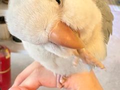 -吉丁鸟咖·异宠·寄养