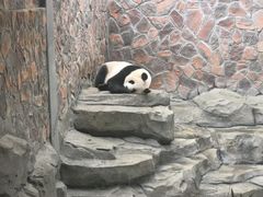 -鸡鸣汤包(红山动物园店)