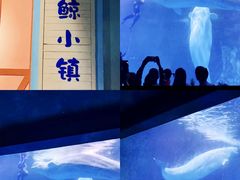 -海合安武汉极地海洋公园