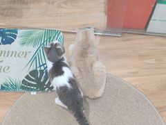 -COLOR PETS 撸猫馆·购猫·猫咖(长风大悦城店)
