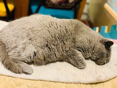 -猫小院猫主题咖啡厅(北锣店)