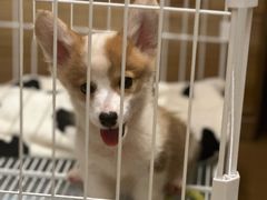 -翊宠yipet猫狗购宠庄园犬舍•猫舍