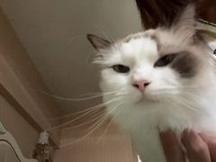 -猫小院猫主题餐厅(南锣旗舰店)