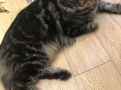 -Pets First伊珊娜洗护·精致美容·家庭式寄养(新会路店)
