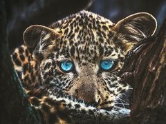 -罗红摄影艺术馆