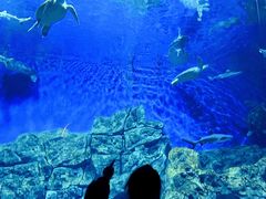 -芜湖新华联大白鲸海洋公园