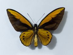 -上海昆虫博物馆