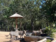 -大连森林动物园