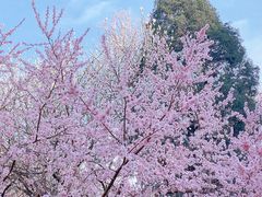 -桃花堤公园