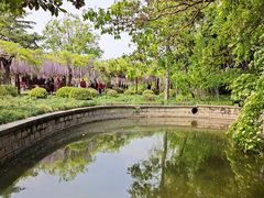 -嘉定紫藤园