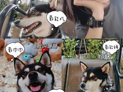-柴犬高等学院·狗咖·柴犬售卖·宠物训练