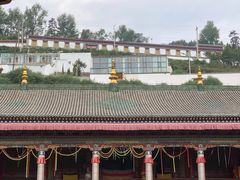 -塔尔寺菩提树