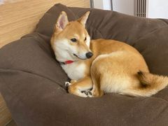 -柴迷FANS CLUB·柴犬狗咖·猫咖