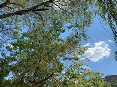 -长白岛森林公园