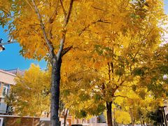 -天津五大道文化旅游区