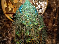 门面-雀蓝川菜(奥体广场店)