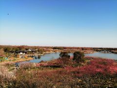 -上海海湾国家森林公园