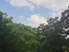 -中山市树木园