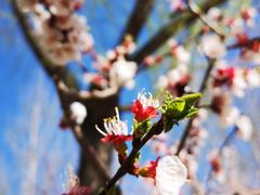 -永定河休闲森林公园