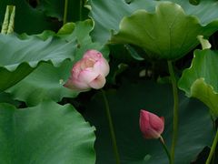-荷塘月色湿地公园·向阳花洲
