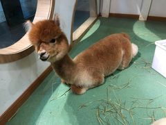 -藦茜花园宠物主题亲子互动体验馆(国顺东路店)