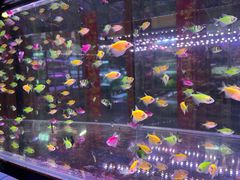 -大自然花鸟鱼虫市场