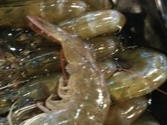 海白虾-东椰·海南椰子鸡火锅(朝阳门店)