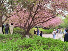 -西安青龙寺遗址景区