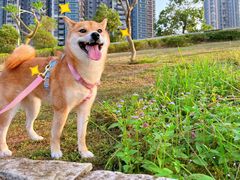 -宠颐生宠物医院外科·内科·皮肤科·影像科(石龙店)