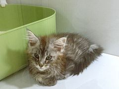 -青奢宠物·青奢猫舍