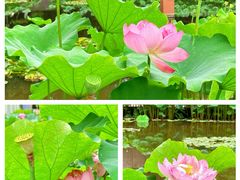 -陈家山荷花公园