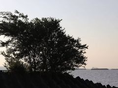 -上海滨江森林公园