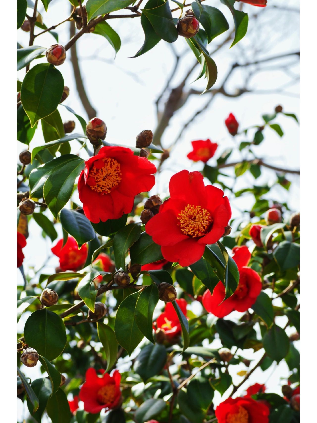 青岛百花苑图片