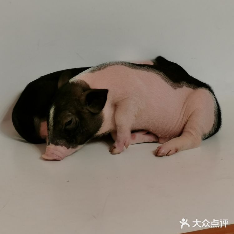 成都必打卡项目，安哥拉巨兔馆