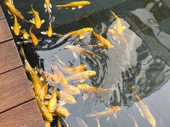-觀芷隐轩