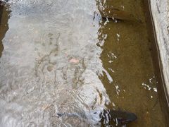 -源泉冷水鱼庄(小鱼洞店)