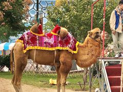 -华夏文旅西安度假区