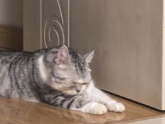 -悠尼宠物·独立低压伊珊娜洗护·美容·寄养(兰谷路店)