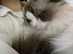 -琪喵猫屋·撸猫猫咖·猫舍