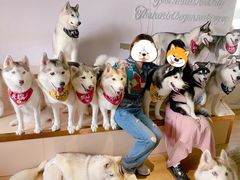 -Husky Go! 哈士奇体验馆·宠物咖啡厅狗咖