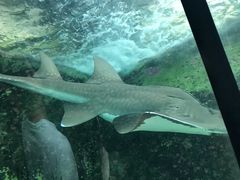 -悉尼海洋生物水族馆