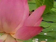 -羊亭河湿地公园