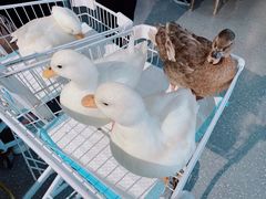 -共舞时光猫咖·狗咖(新街口店)
