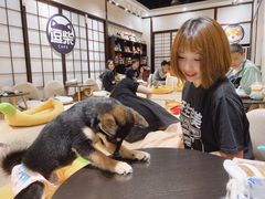 -逗柴咖啡屋·狗咖猫咖宠物桌游
